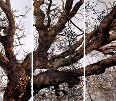https://www.simalevin.com/Assets/Images/36/34/Small/be6_SIMA_LEVIN-Old_Oak-Triptych_.jpg